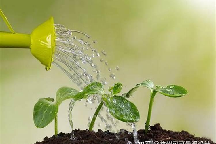 黄化一撒清对柑橘起什么作用