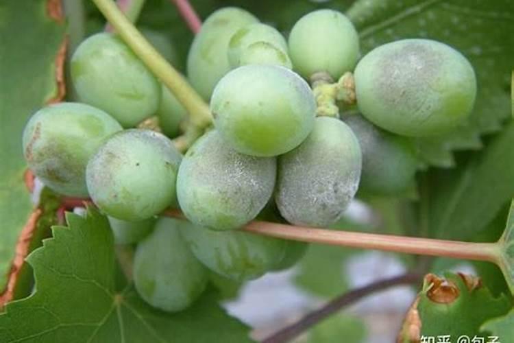 黄花菜种植很广泛,黄花菜种植该怎么防治病虫害？