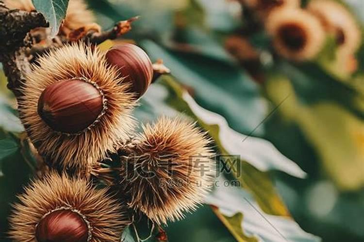 板栗树种植几年结果子？