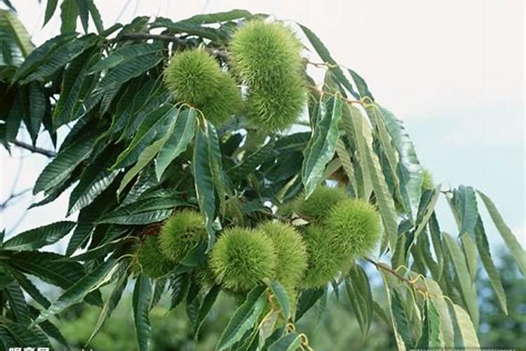 栗子树几年开花结果 ？