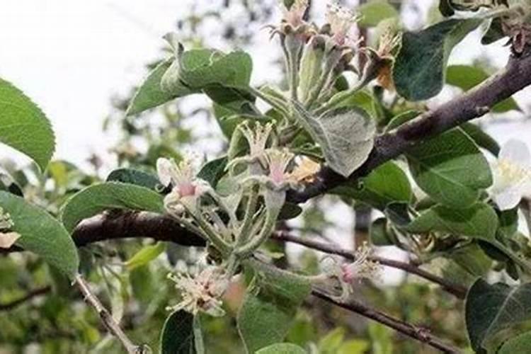 硅钙出口关税率和海关编码是什么