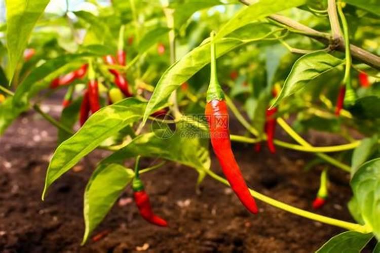 辣椒施肥方法如下