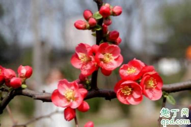 海棠花施什么肥好