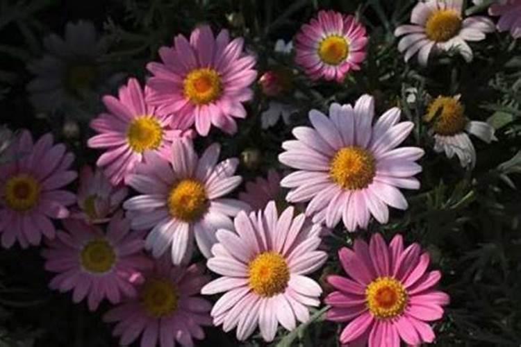 盆栽需要施肥吗？