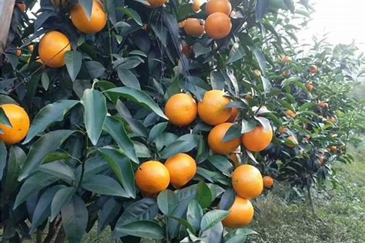 草莓移栽后多久长新叶