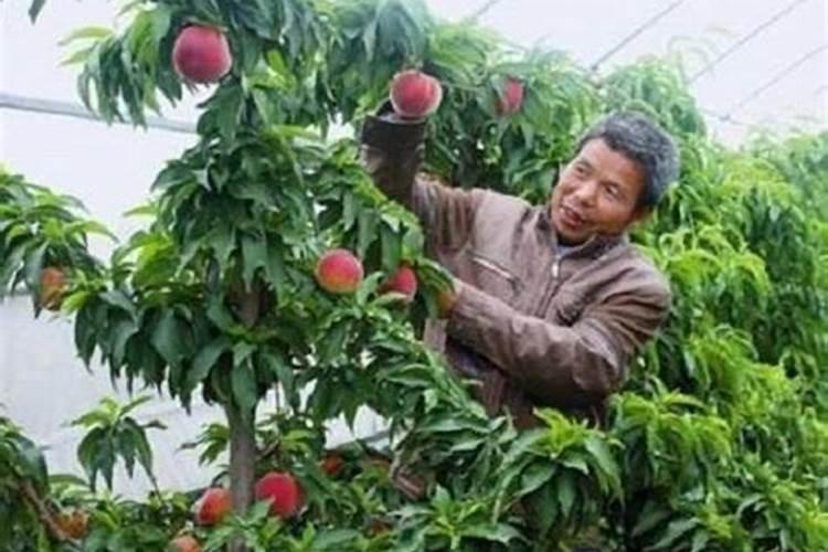 桃树施什么肥料才是最好的？