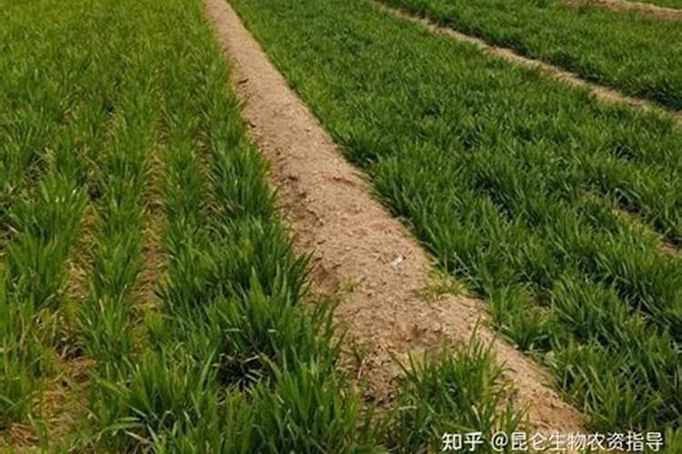 君子兰需要什么肥料