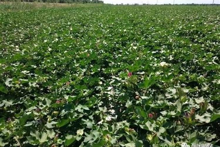 花铃期棉花旺长磷肥滴几斤钾肥滴几斤尿素滴几斤