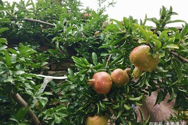 为什么石榴树光长叶子不开花？