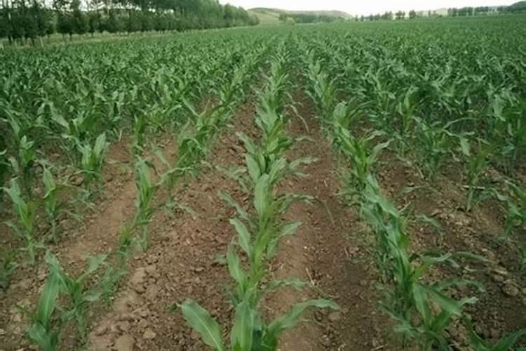 玉米追肥应该在下雨前还是下雨后？最佳的追肥时间是什么时候？