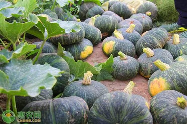 种植南瓜遇病虫害时,该如何做好防护？