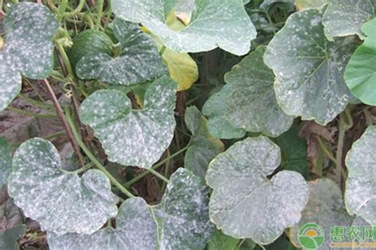 南瓜有花苞但不开花,里面烂掉是什么问题怎样解决？死掉的花苞里有蛆虫...