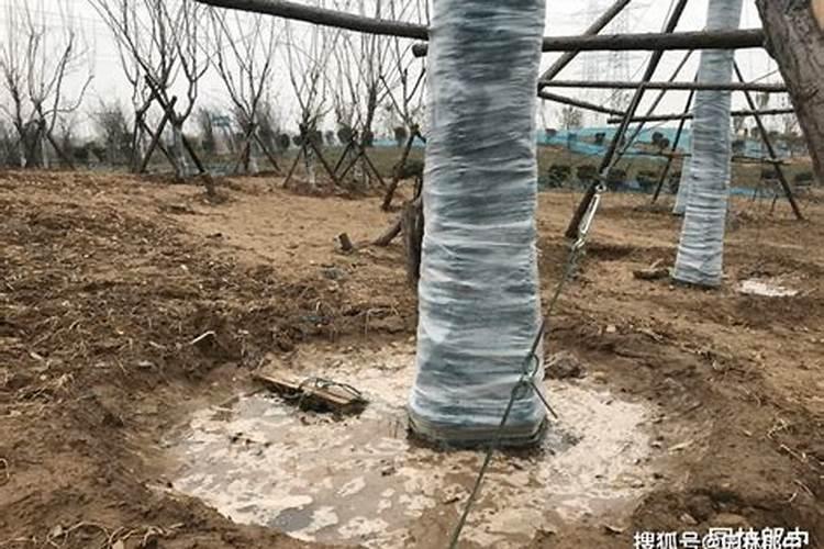 树苗施什么肥料什么时间施肥最好