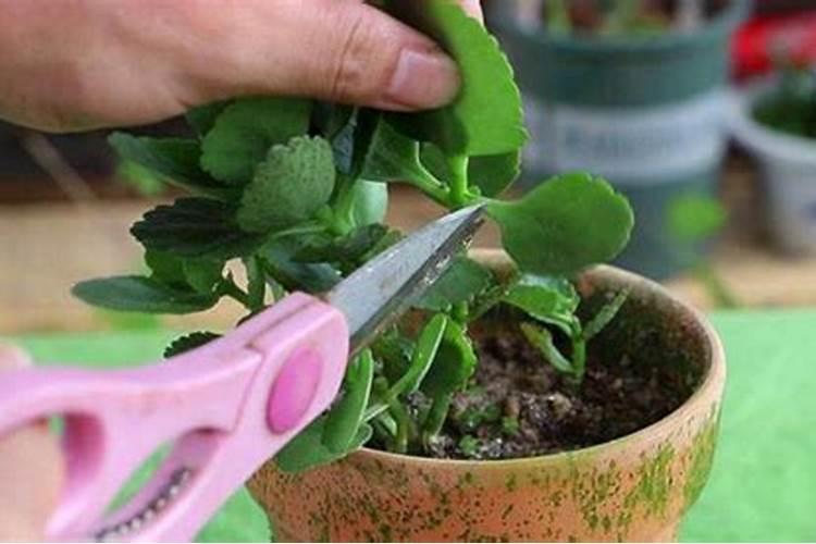 广西释迦果树种植方法