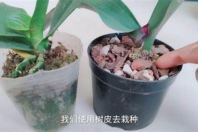 麦子是军事家吗