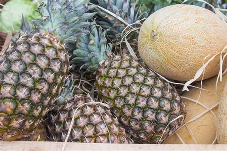 水果如何施用鱼蛋白肥,效果惊喜