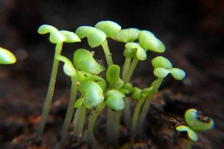 百合花种土里可以反复开花么 百合花种土里是可以每年反复开花的百度知 ...