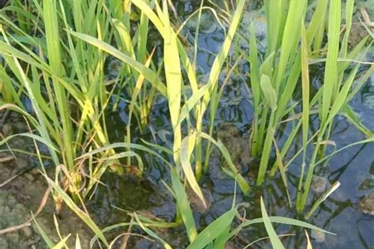 二氯喹啉酸的药害如何解除？