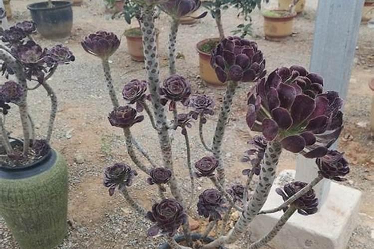 请问棉花进入八月份怎样滴肥料呢