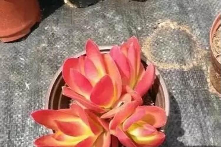 多肉上色需要的肥料(多肉植物上色必备肥料攻略,让你的多肉更绚丽多彩...