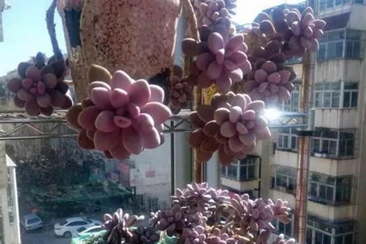 多肉上色肥料怎么用