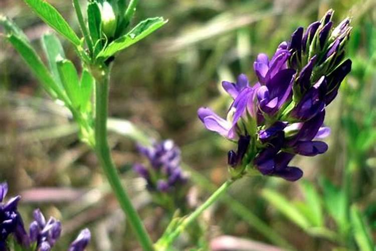 过磷酸钙含磷量和分子式