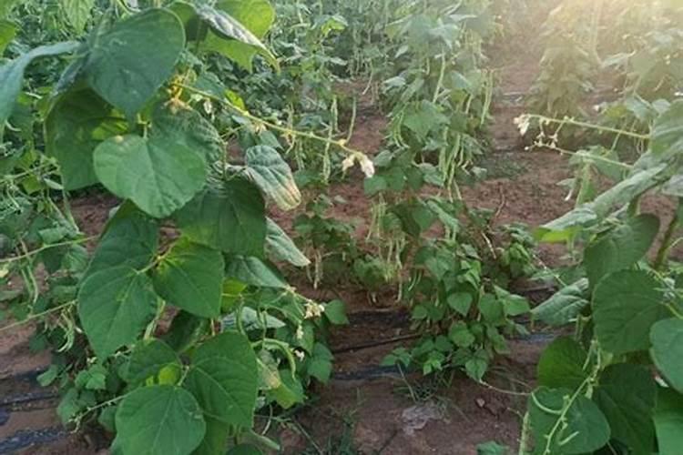 种植大棚豆角怎么管理温度？豆角开花适合施什么肥？