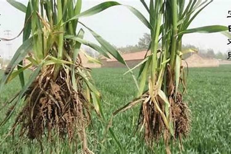 帮看下栀子花这种情况怎么回事!!