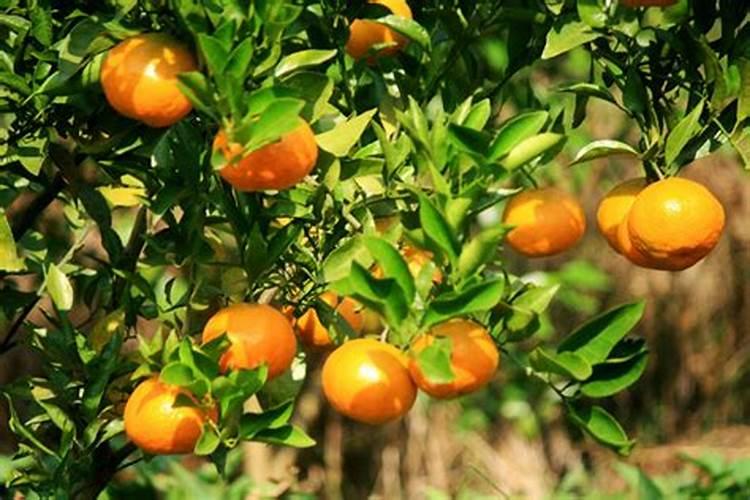 沙糖桔膨果用什么肥 如何施肥效果好