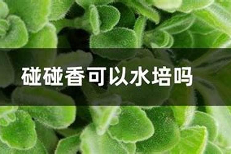 葡萄谢花后施什么肥好