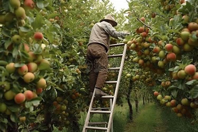 苹果采摘时能不能用1.8%辛菌胺溶液喷雾延长储存时间