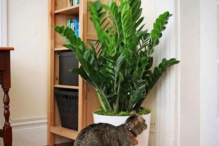 花草什么时候施肥最好 花草施肥时间