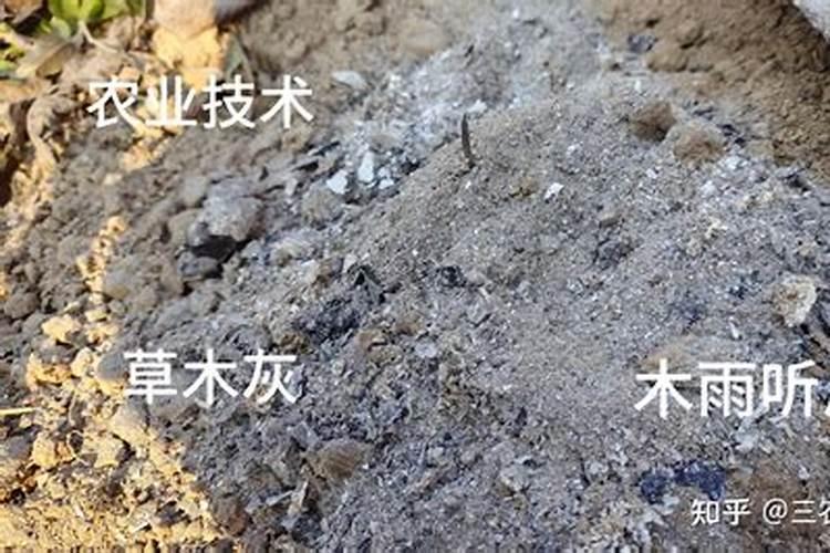 沙糖桔树能喷甜蜜素吗怎么喷