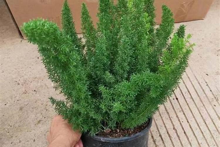 大蒜根腐病的防治方法