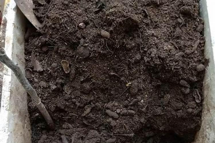 日本海棠不分叉只分株是什么原因