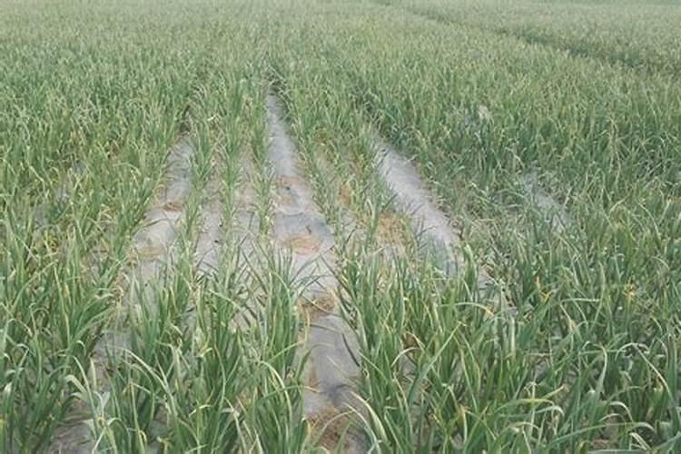 水养绿萝加什么长得快