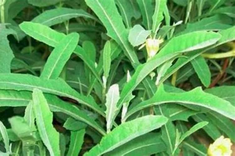 兰花肥料用什么好