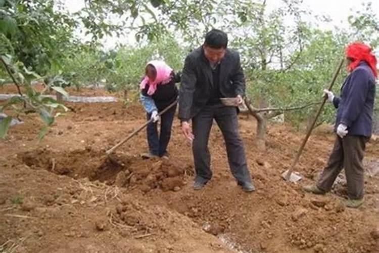 兰花用什么肥料好
