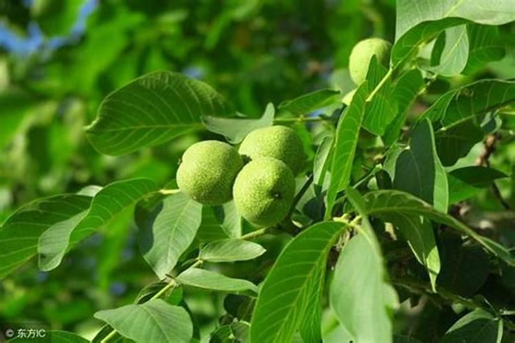 核桃如何喷施叶面肥