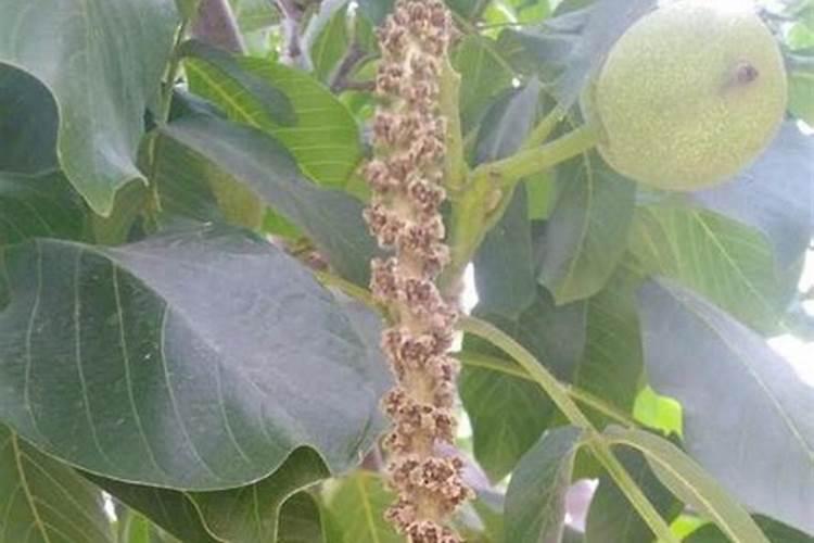 核桃什么时候成熟 核桃的成熟时间及养护管理