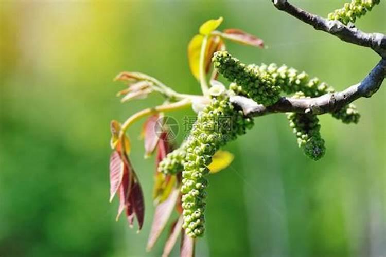 核桃树上什么肥料最好