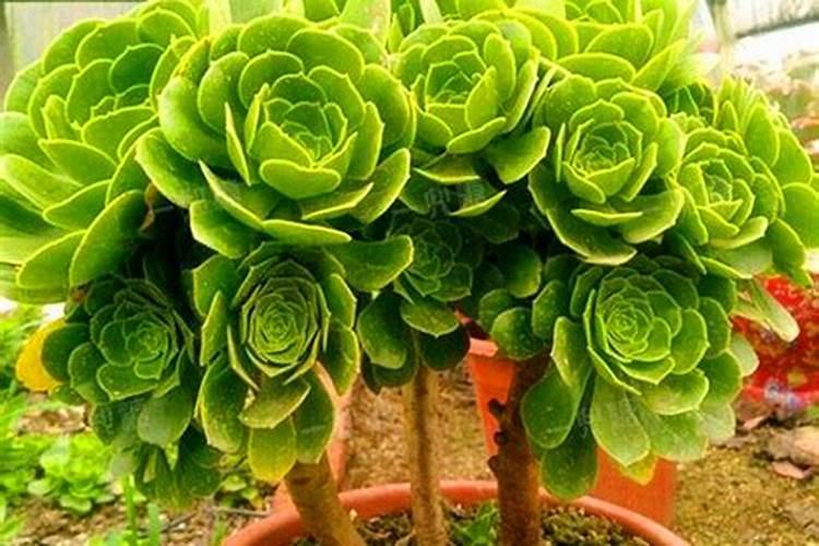 钙镁磷肥和过磷酸钙哪个好了？