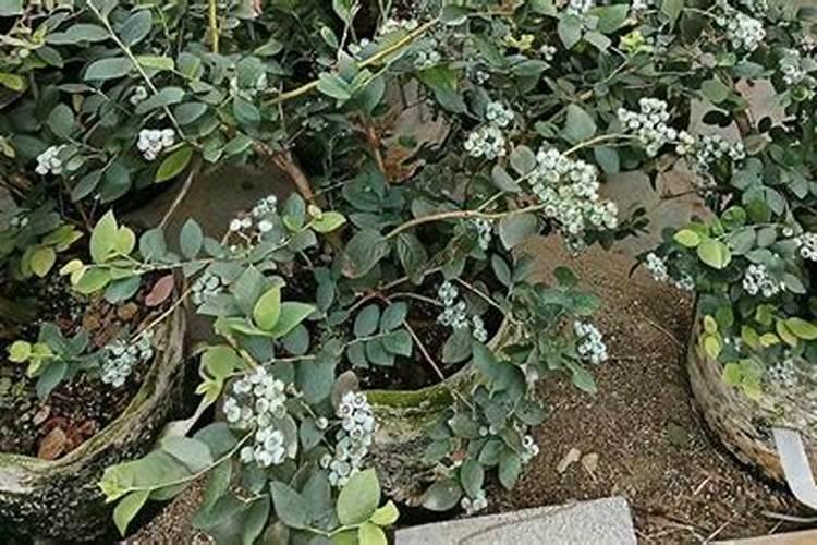 蓝莓开花后几天施一次肥