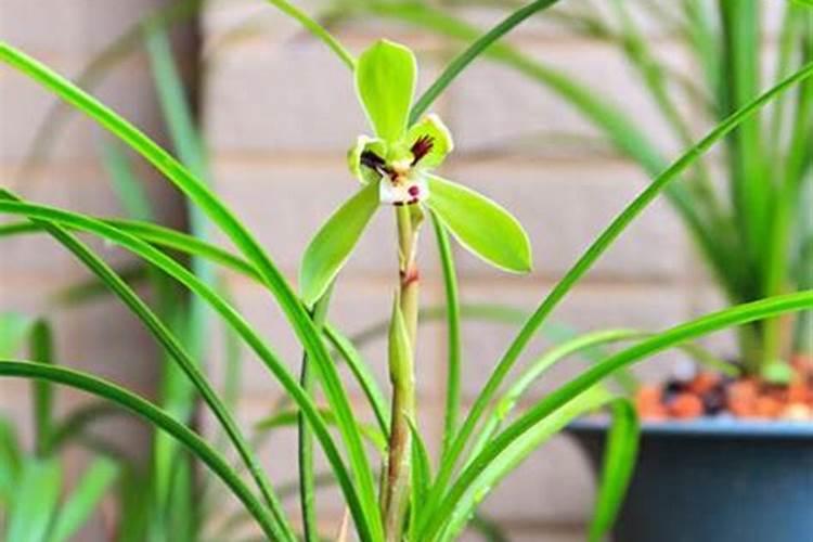 涵物兰花控释肥怎样