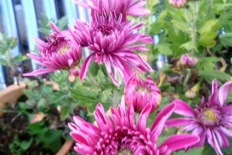 小麦用什么肥料好