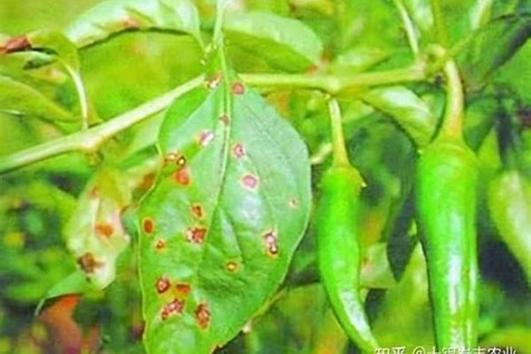 种植辣椒时施肥不当,会造成哪些后果？