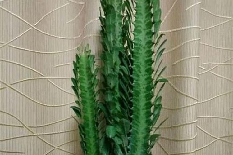 龙骨柱要怎样施肥？