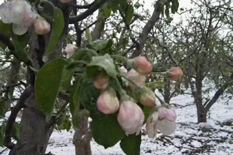 雏菊多久浇一次水比较好(需要每天浇水吗)