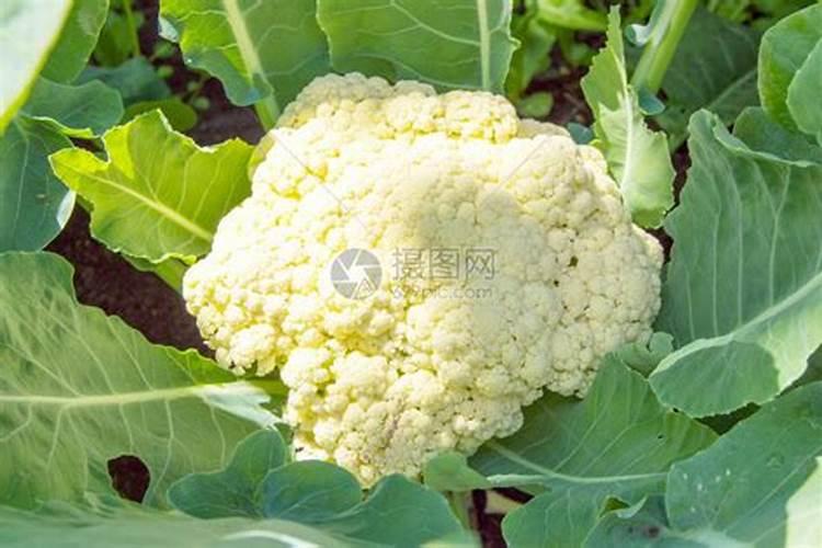 花菜施肥的技术 菜花上什么肥料好