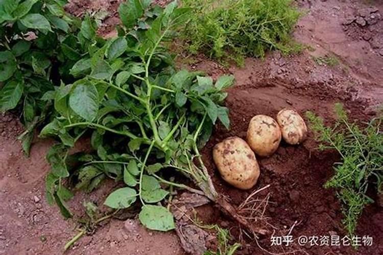 种土豆用什么肥料好
